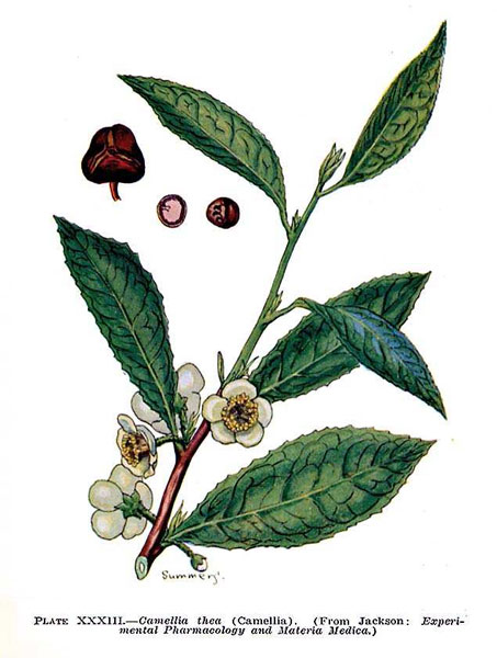 Camellia sinensis